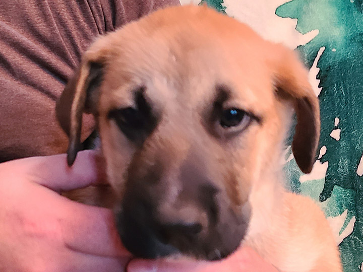 chinook puppy